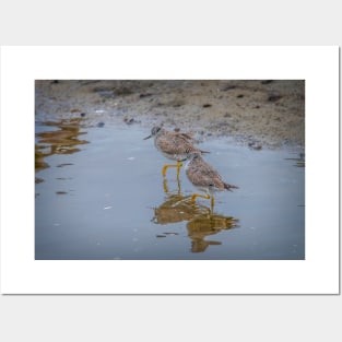 Yellowlegs Tiptoe Through The Water Posters and Art